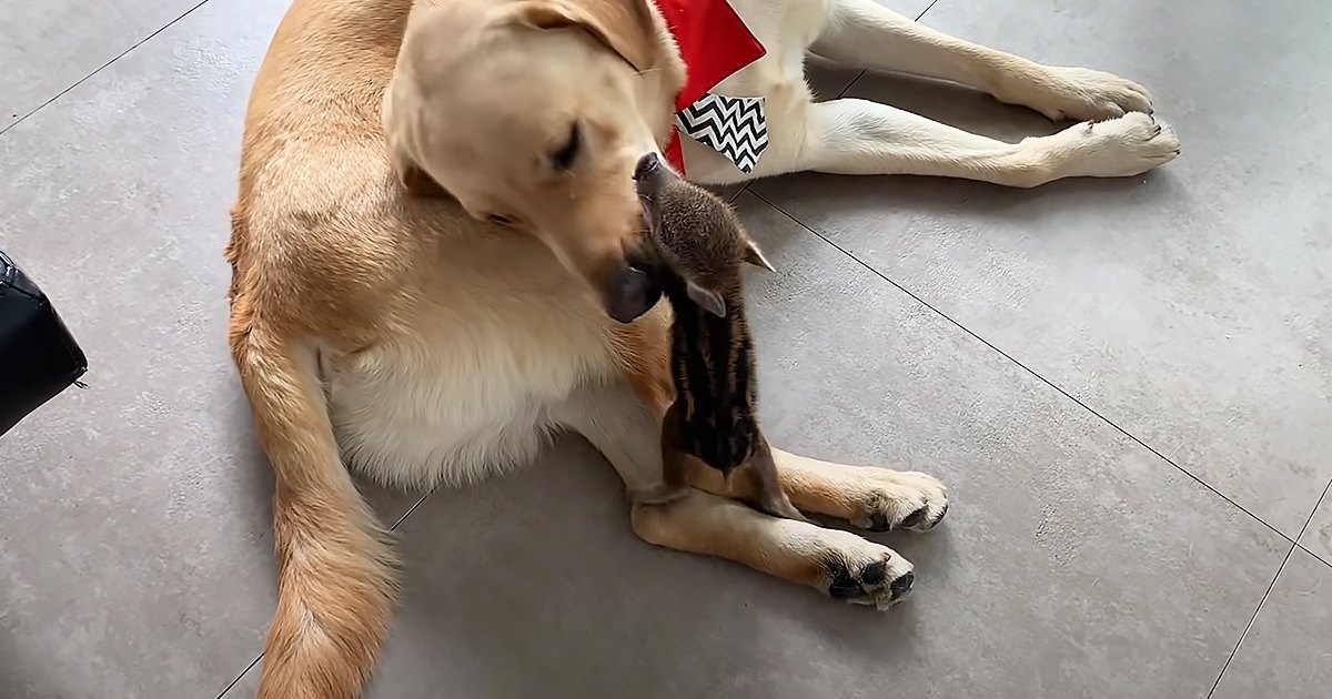 A light brown adult Labrador Retriever with a dark brown kitten nestled against its front leg, indoors on tiled flooring.