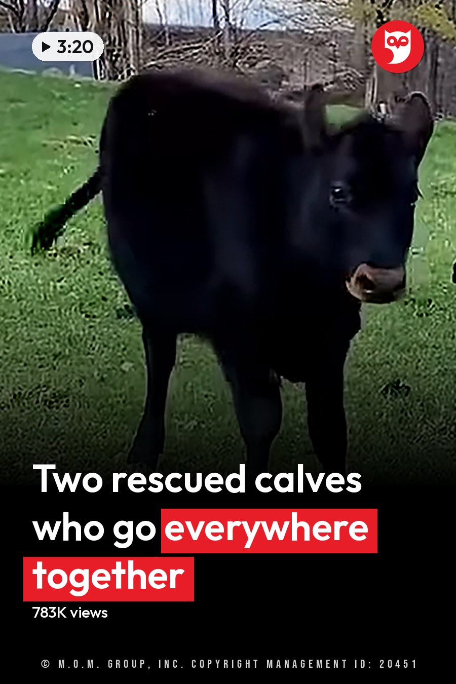 Two Holstein calves in a lush green field with farm buildings in the background, suggesting a rural spring or summer setting. The headline runs in white letters across the lower third.