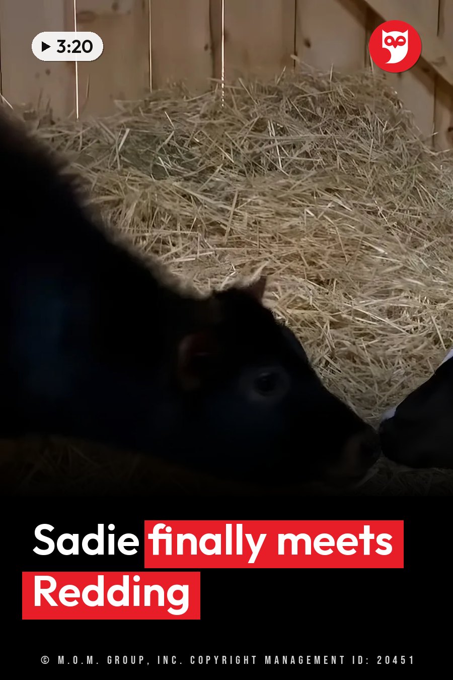 Two black-and-white calves stand near a large pile of hay inside a wooden barn stall. A headline runs in white letters across the lower third.
