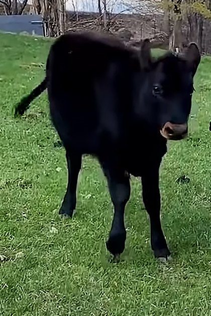 Two Holstein calves in a lush green field with farm buildings in the background, suggesting a rural spring or summer setting.