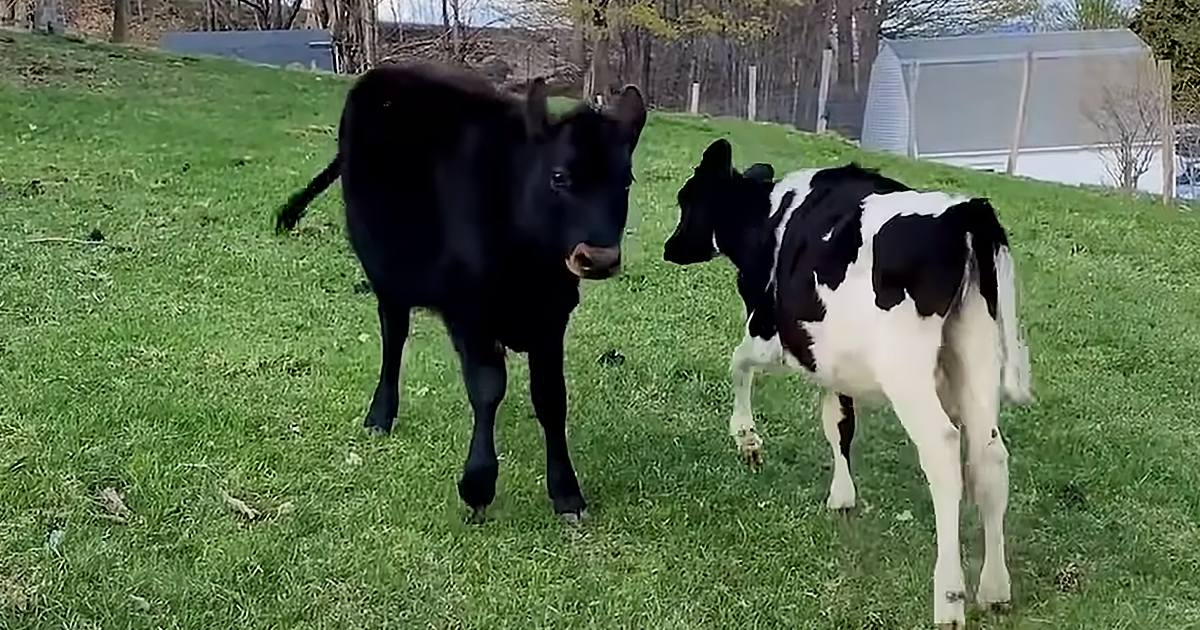 Two Holstein calves in a lush green field with farm buildings in the background, suggesting a rural spring or summer setting.