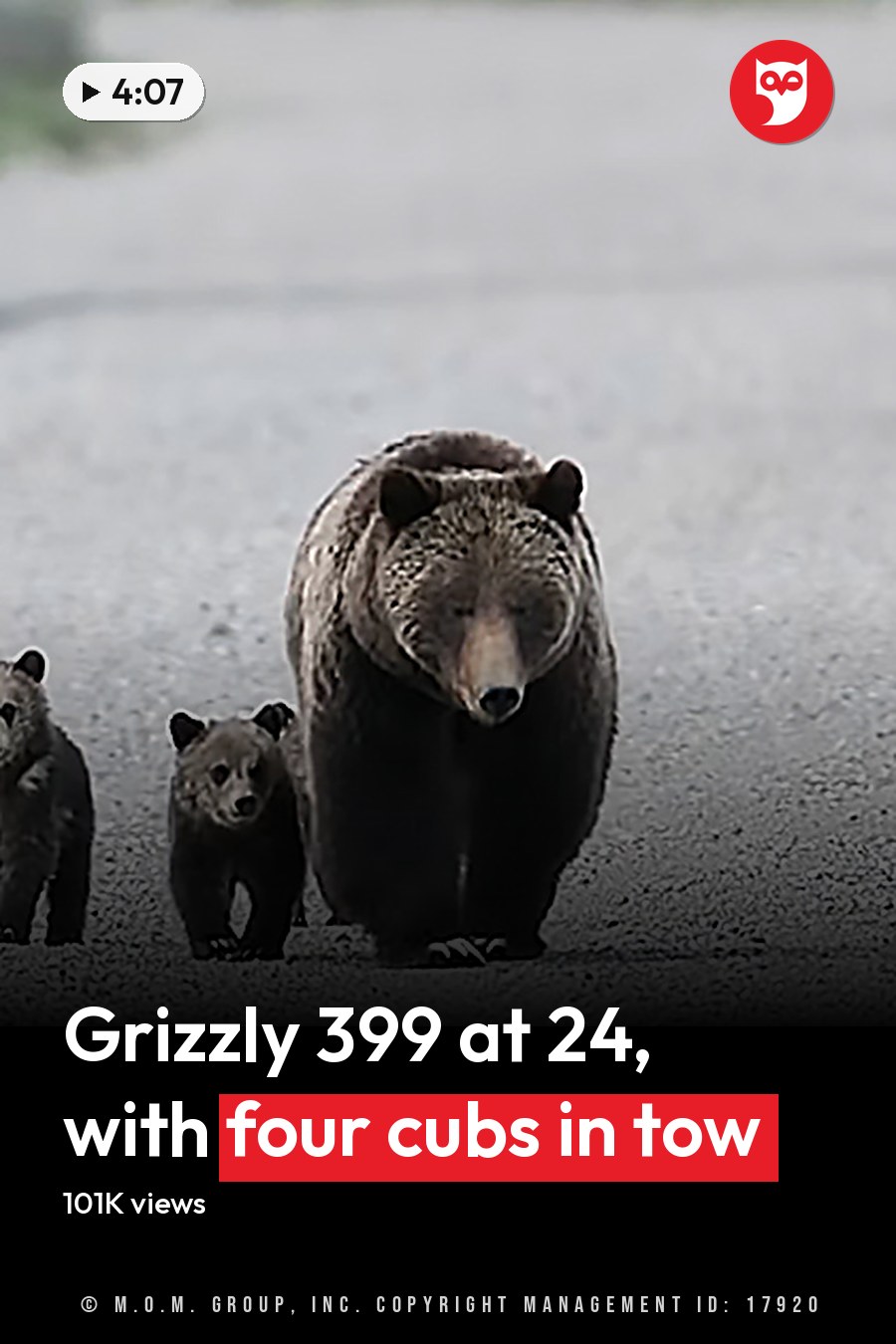 A family of grizzly bears, including a mother bear and her three cubs, walking along an open gravel road in Yellowstone National Park under overcast spring or summer skies. The headline runs in white letters across the lower third.