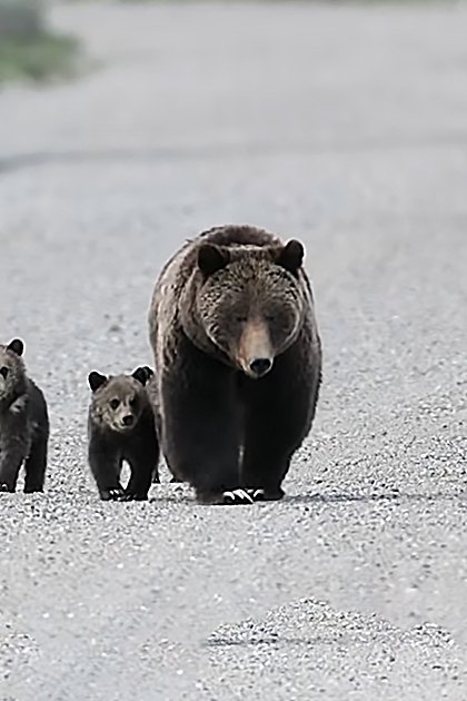 A family of grizzly bears, including a mother bear and her three cubs, walking along an open gravel road in Yellowstone National Park under overcast spring or summer skies.