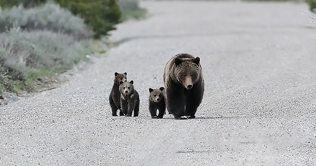 A family of grizzly bears, including a mother bear and her three cubs, walking along an open gravel road in Yellowstone National Park under overcast spring or summer skies.