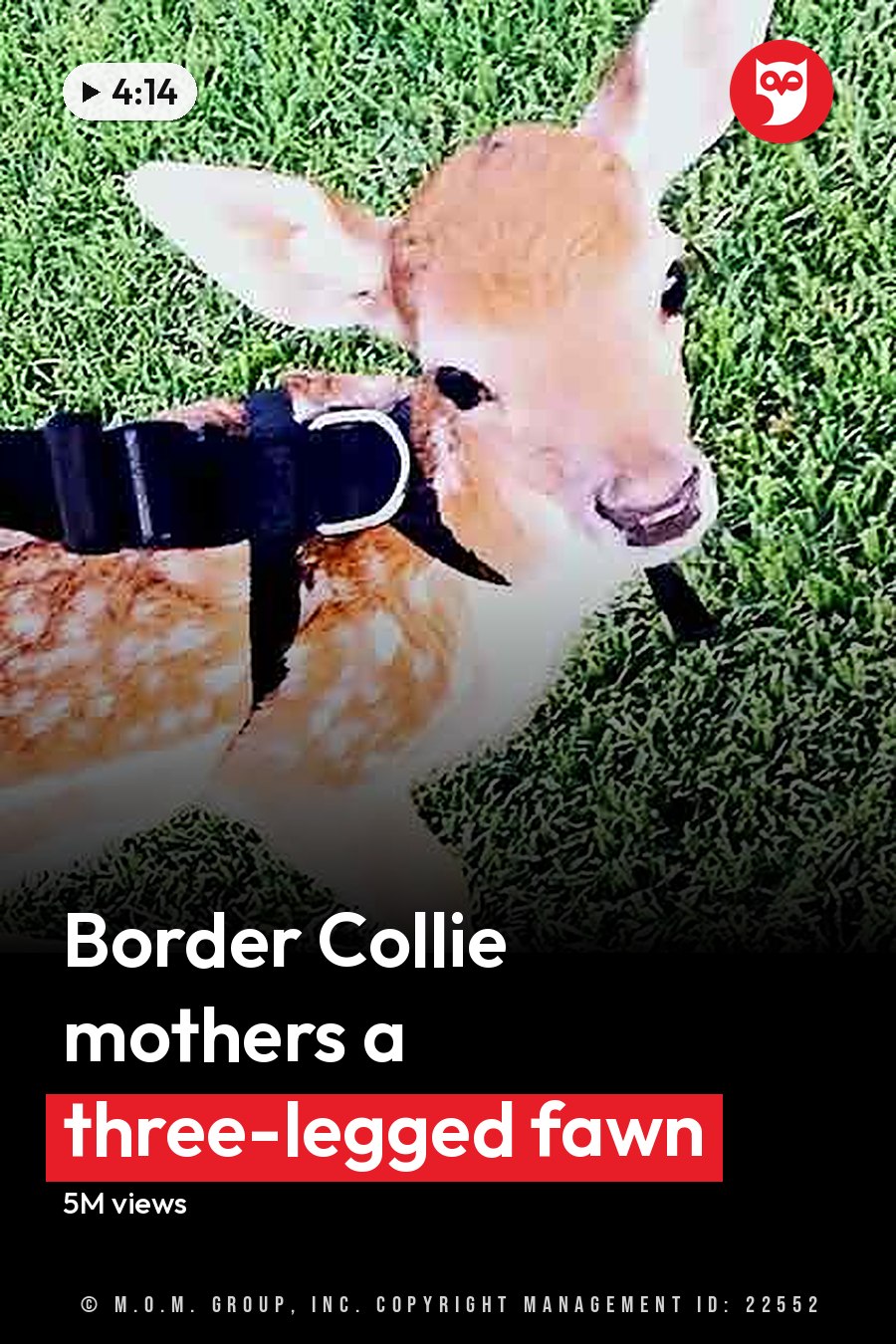 A baby deer wearing a harness stands in a grassy outdoor area with a black-and-white dog nearby, suggesting spring or summer under natural daylight. The headline runs in white letters across the lower third.