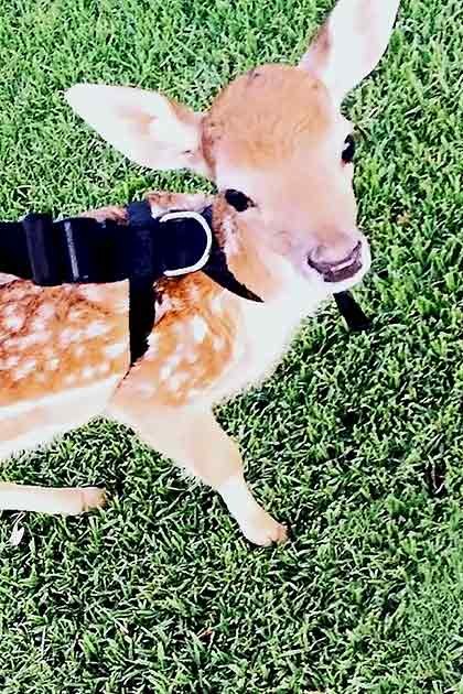 A baby deer wearing a harness stands in a grassy outdoor area with a black-and-white dog nearby, suggesting spring or summer under natural daylight.