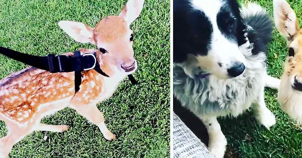 A baby deer wearing a harness stands in a grassy outdoor area with a black-and-white dog nearby, suggesting spring or summer under natural daylight.