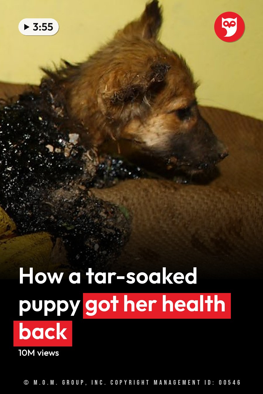 A puppy with a dark brown, black, and burnt coat lies on a yellow cloth-covered surface indoors. Minimal decor suggests daytime indoor setting. The headline runs in white letters across the lower third.