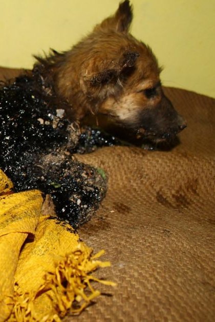 A puppy with a dark brown, black, and burnt coat lies on a yellow cloth-covered surface indoors. Minimal decor suggests daytime indoor setting.