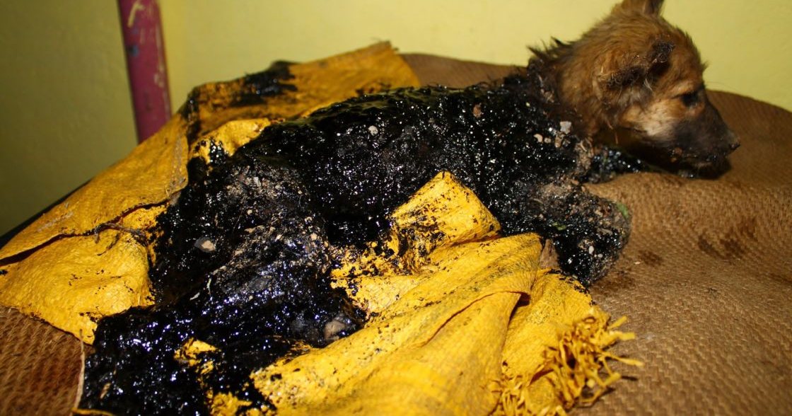 A puppy with a dark brown, black, and burnt coat lies on a yellow cloth-covered surface indoors. Minimal decor suggests daytime indoor setting.