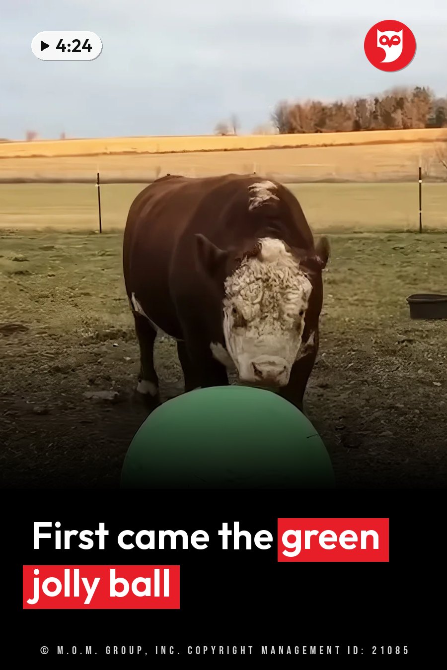 A large brown bull with a white face stands near a green ball on muddy ground. A headline runs in white letters across the lower third.