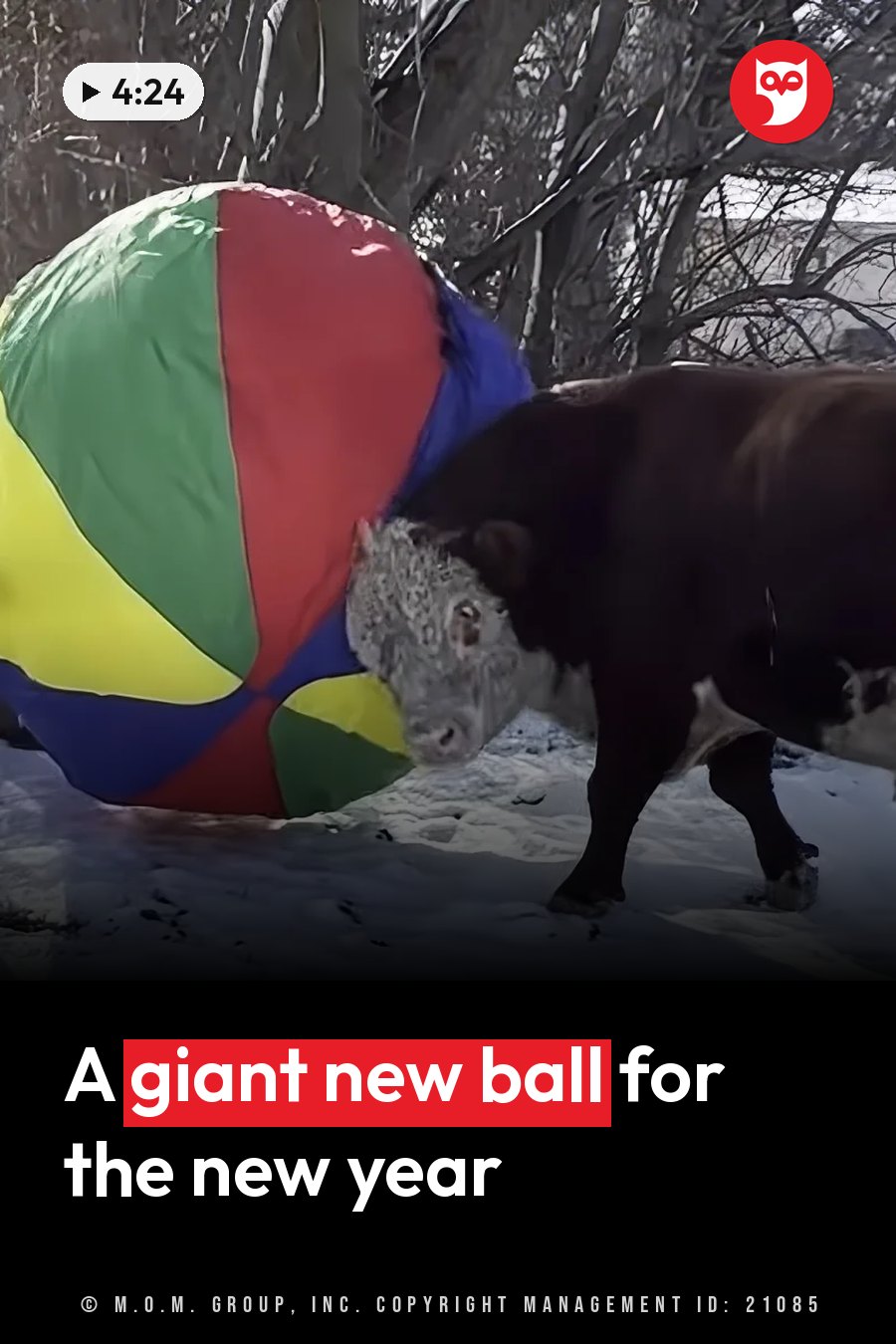 A bull pushes a large, colorful ball across snowy ground near bare trees. A headline runs in white letters across the lower third.
