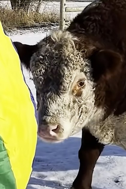 A cow with a black coat and white markings in an outdoor snowy setting, suggesting winter.