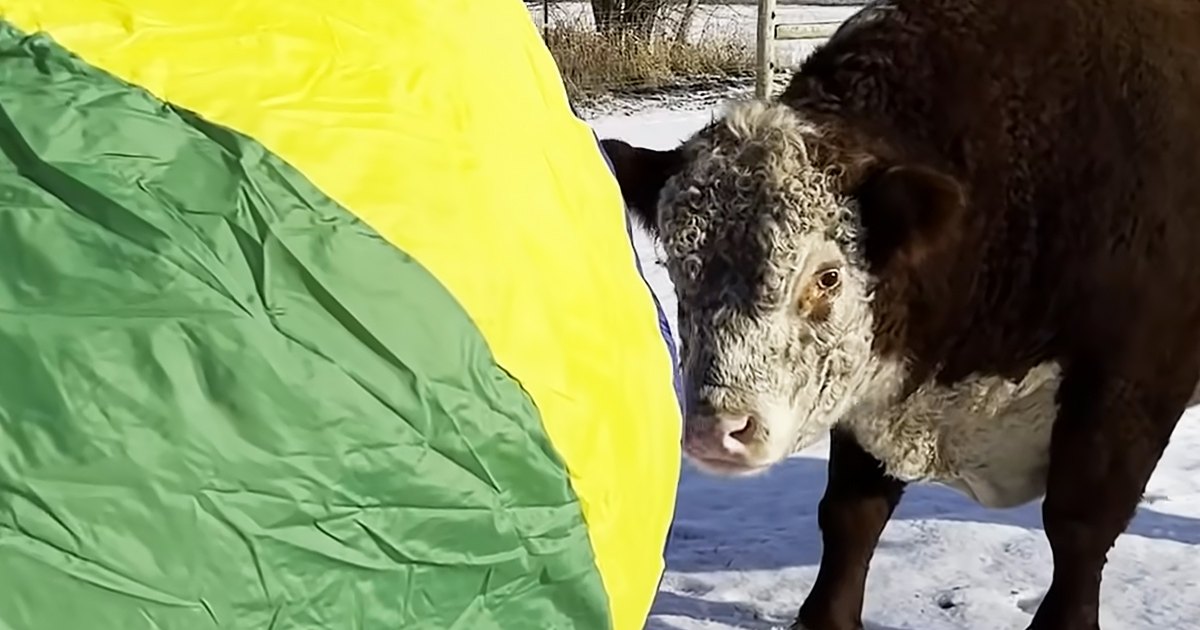 A cow with a black coat and white markings in an outdoor snowy setting, suggesting winter.