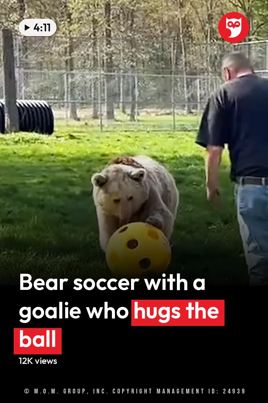 A polar bear playing with a yellow ball in an outdoor enclosure at what appears to be a zoo or wildlife sanctuary. The scene is set outdoors, likely during spring or summer with greenery and clear daylight. The headline runs in white letters across the lower third.