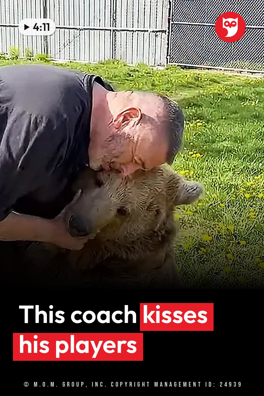 A man sitting on grass near a fence leans down to kiss a large bear on the top of her head. A headline runs in white letters across the lower third.