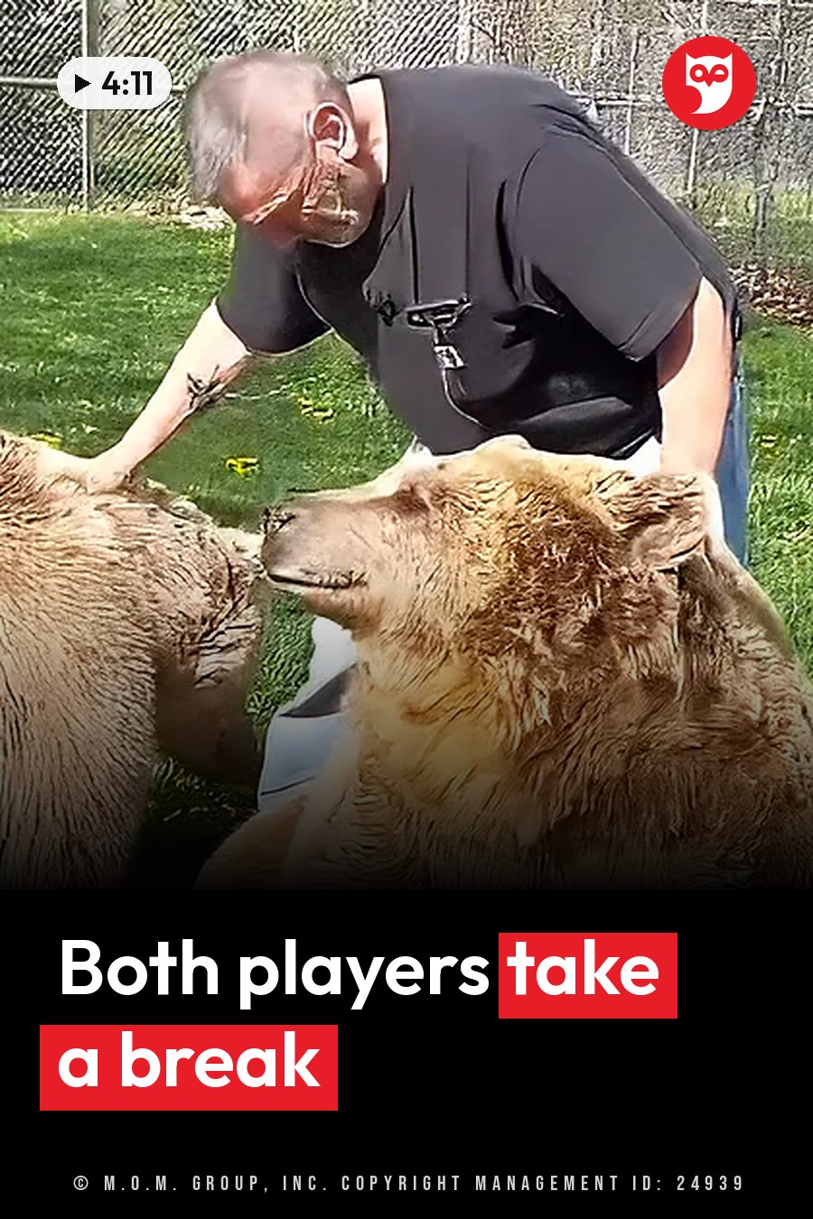 A man bends over two large brown bears lying on the grass beside a chain-link fence and pets them. A headline runs in white letters across the lower third.