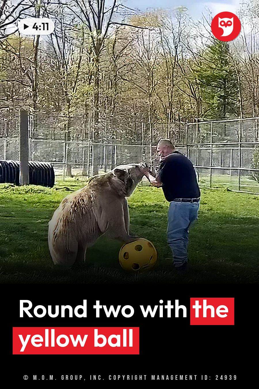 A man crouches near a bear and a yellow ball in a grassy enclosure with trees around it. A headline runs in white letters across the lower third.