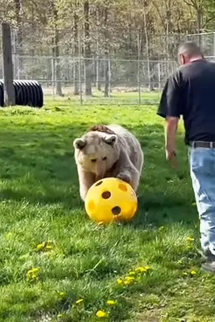 A polar bear playing with a yellow ball in an outdoor enclosure at what appears to be a zoo or wildlife sanctuary. The scene is set outdoors, likely during spring or summer with greenery and clear daylight.