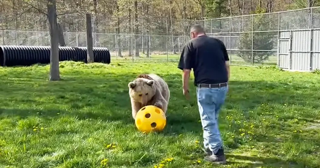A polar bear playing with a yellow ball in an outdoor enclosure at what appears to be a zoo or wildlife sanctuary. The scene is set outdoors, likely during spring or summer with greenery and clear daylight.