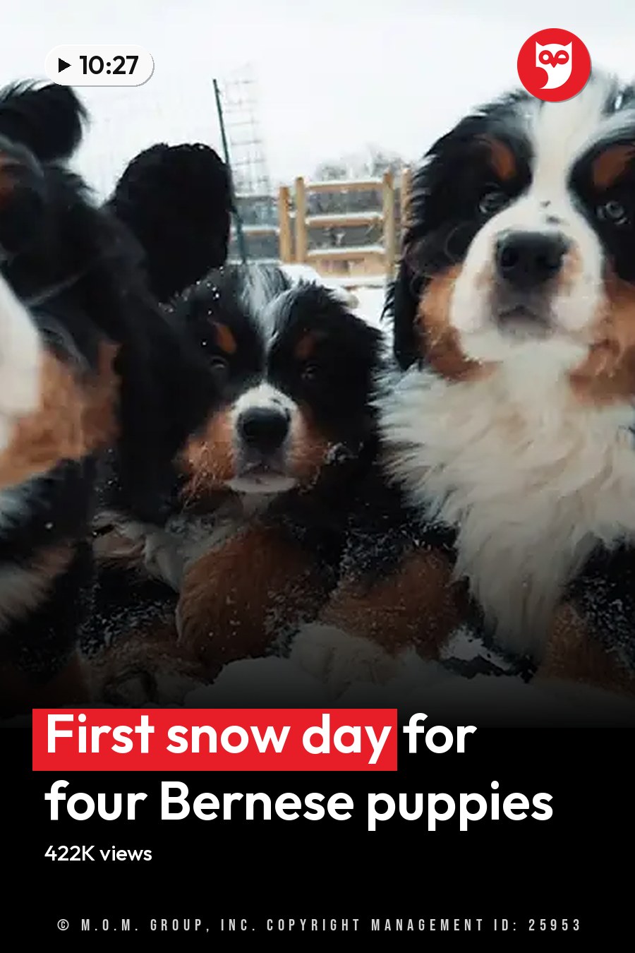 A group of Bernese Mountain Dog puppies in a snowy outdoor setting with wooden fencing and leafless trees. The headline runs in white letters across the lower third.