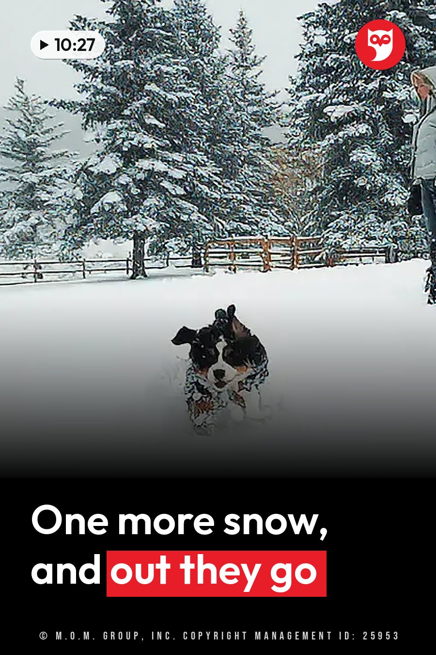 A dog runs through deep snow near evergreen trees while a person stands nearby. A headline runs in white letters across the lower third.