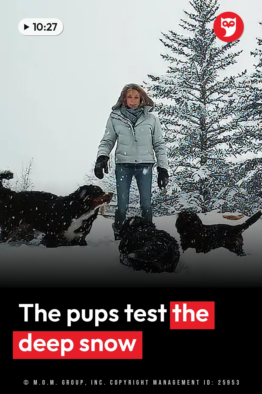 A person stands in the snow with three dogs nearby, next to a snow-covered tree. A headline runs in white letters across the lower third.