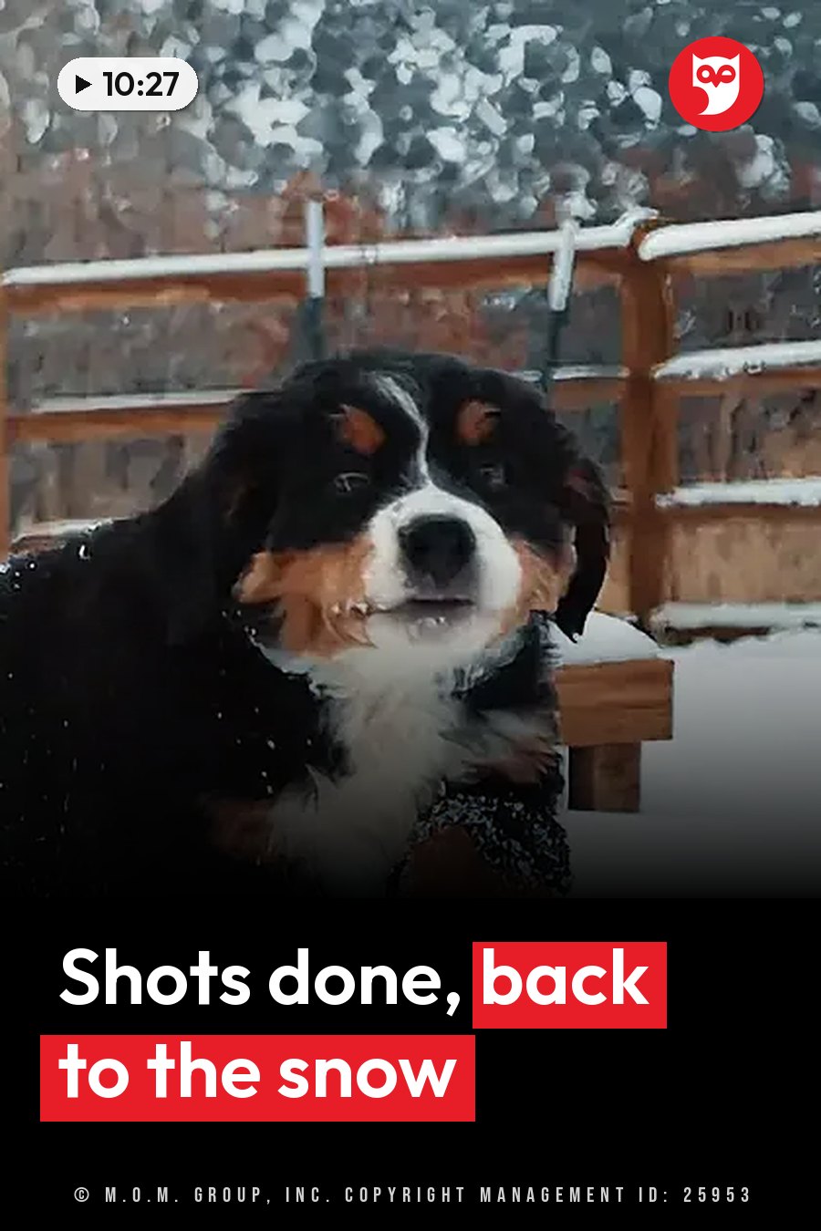 A black, white and brown dog sits in the snow beside a wooden fence. A headline runs in white letters across the lower third.