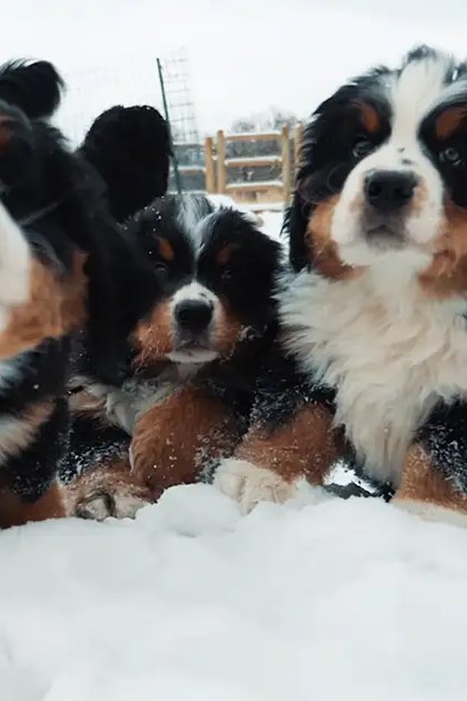 A group of Bernese Mountain Dog puppies in a snowy outdoor setting with wooden fencing and leafless trees.