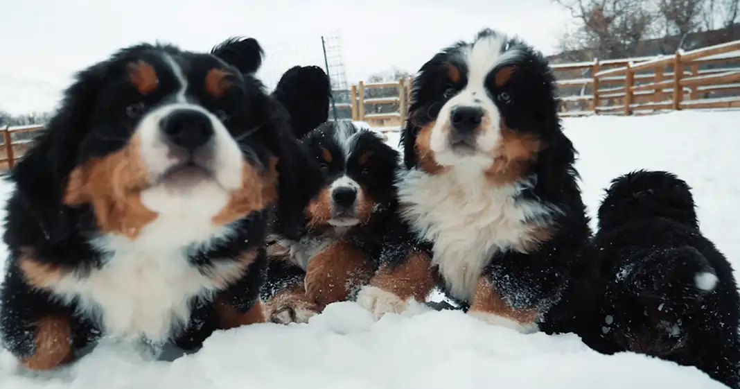A group of Bernese Mountain Dog puppies in a snowy outdoor setting with wooden fencing and leafless trees.