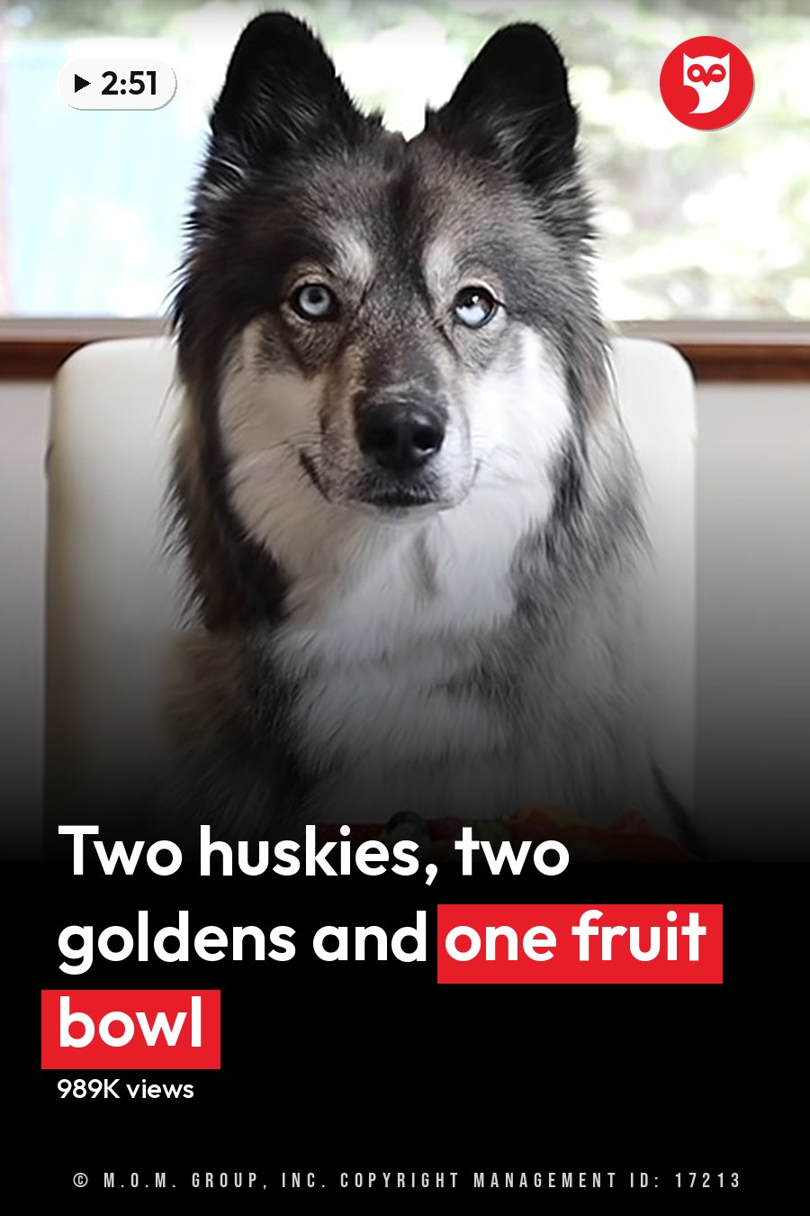 A Shetland Sheepdog or similar breed dog with distinct markings sits on a white chair indoors. A window reveals greenery outside during what appears to be spring or summer. The headline runs in white letters across the lower third.