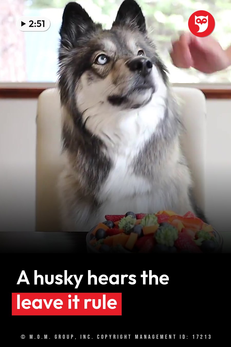 A fluffy dog with blue eyes sits at a table and looks up as a hand reaches toward a bowl of fruit. A headline runs in white letters across the lower third.