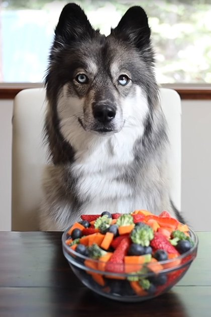 A Shetland Sheepdog or similar breed dog with distinct markings sits on a white chair indoors. A window reveals greenery outside during what appears to be spring or summer.