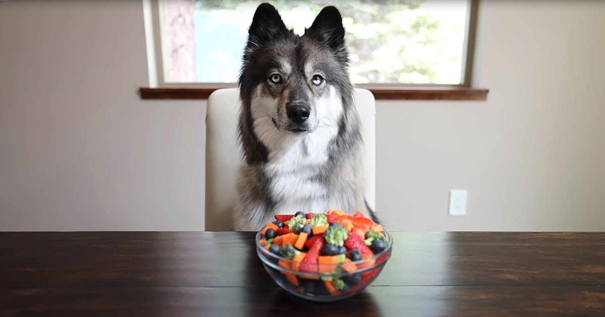 A Shetland Sheepdog or similar breed dog with distinct markings sits on a white chair indoors. A window reveals greenery outside during what appears to be spring or summer.
