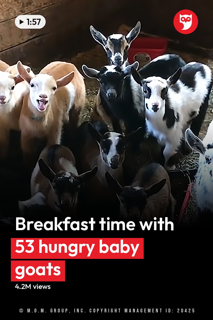 A group of mixed breed goats, including juveniles and adults, in a wooden indoor barn with red plastic crates filled with hay. The headline runs in white letters across the lower third.