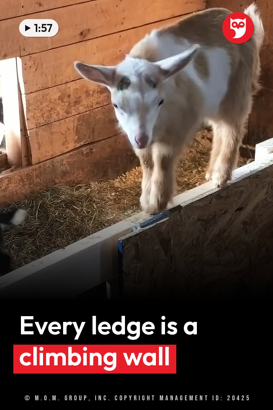 A young goat with a white face and brown body stands on a wooden ledge inside a barn. A headline runs in white letters across the lower third.