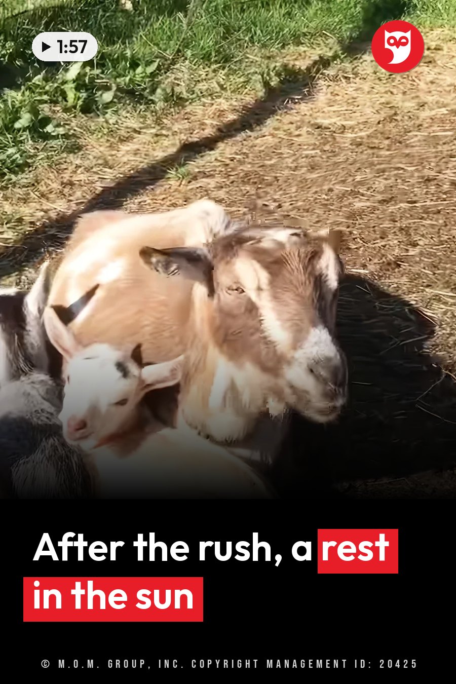 Two goats rest together on dry ground near green grass in bright sunlight. A headline runs in white letters across the lower third.