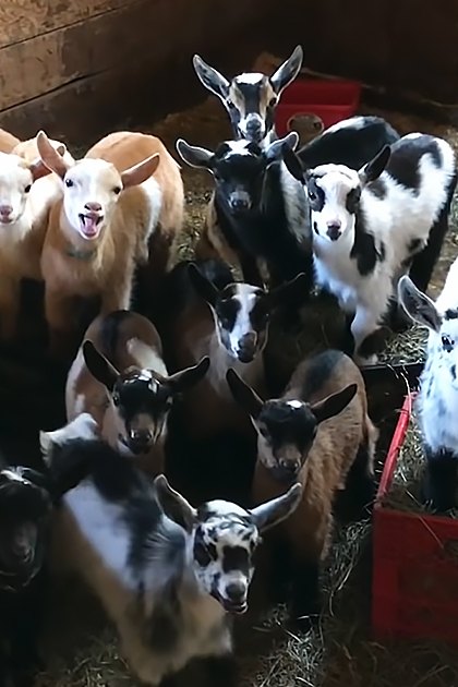 A group of mixed breed goats, including juveniles and adults, in a wooden indoor barn with red plastic crates filled with hay.
