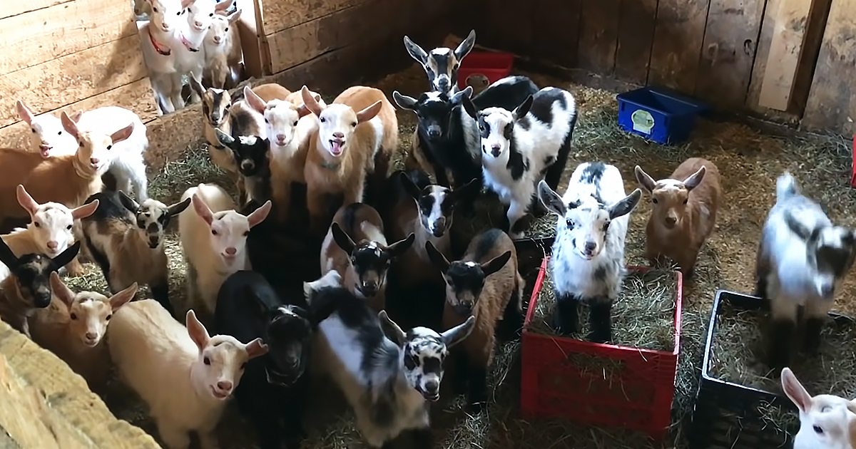 A group of mixed breed goats, including juveniles and adults, in a wooden indoor barn with red plastic crates filled with hay.