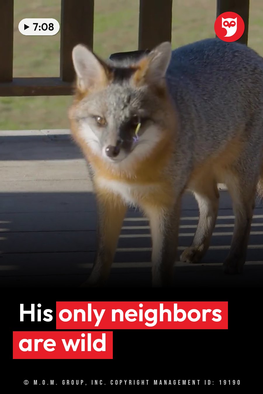 A grayish-brown fox stands on a wooden deck with its ears up, looking straight ahead. A headline runs in white letters across the lower third.
