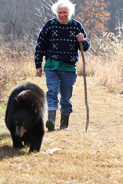 An older adult female walks with three juvenile black bears in a dry grassy outdoor setting during late autumn or early spring, under natural light.