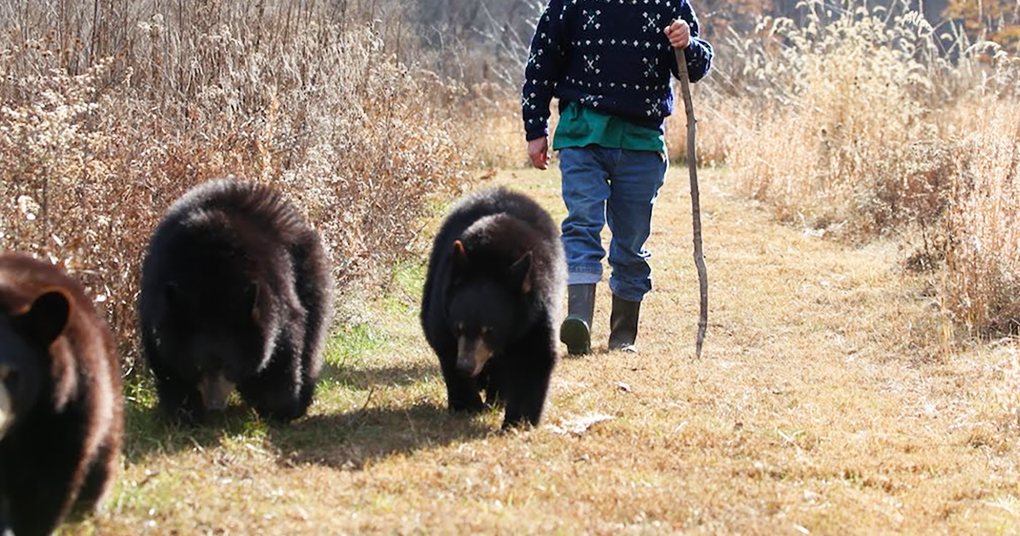 An older adult female walks with three juvenile black bears in a dry grassy outdoor setting during late autumn or early spring, under natural light.