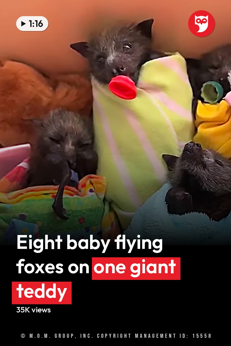 Baby bats wrapped in colorful blankets indoors, soft lighting, plush toys and blankets surrounding them. The headline runs in white letters across the lower third.