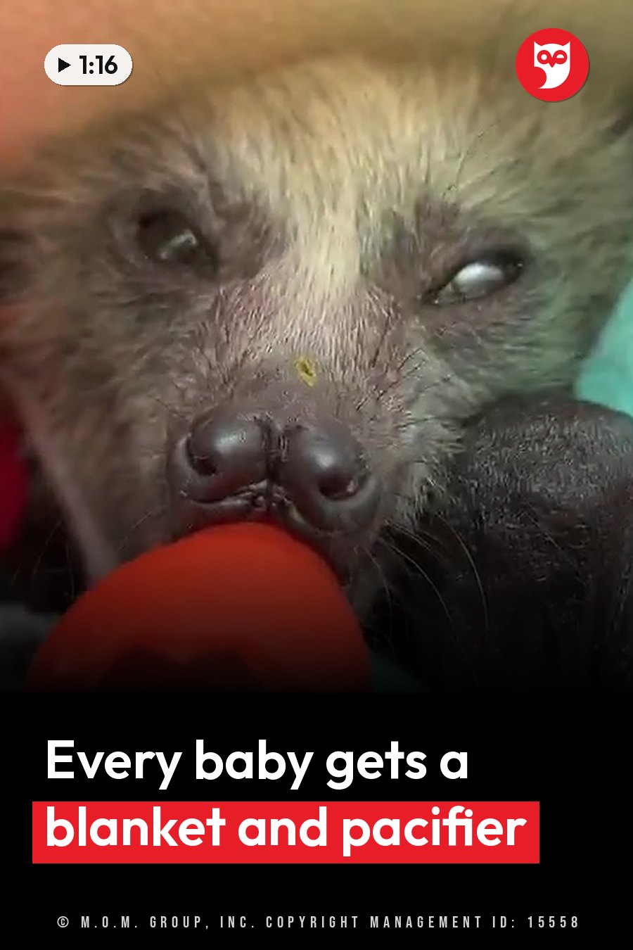 A baby flying fox with dark eyes and a dark nose holds a red pacifier near its mouth. A headline runs in white letters across the lower third.