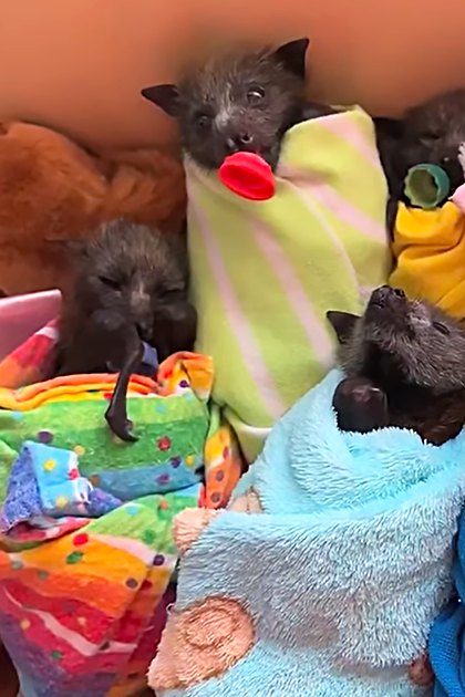 Baby bats wrapped in colorful blankets indoors, soft lighting, plush toys and blankets surrounding them.