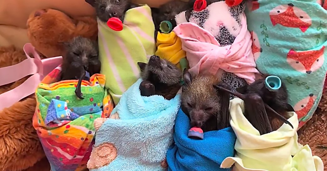 Baby bats wrapped in colorful blankets indoors, soft lighting, plush toys and blankets surrounding them.