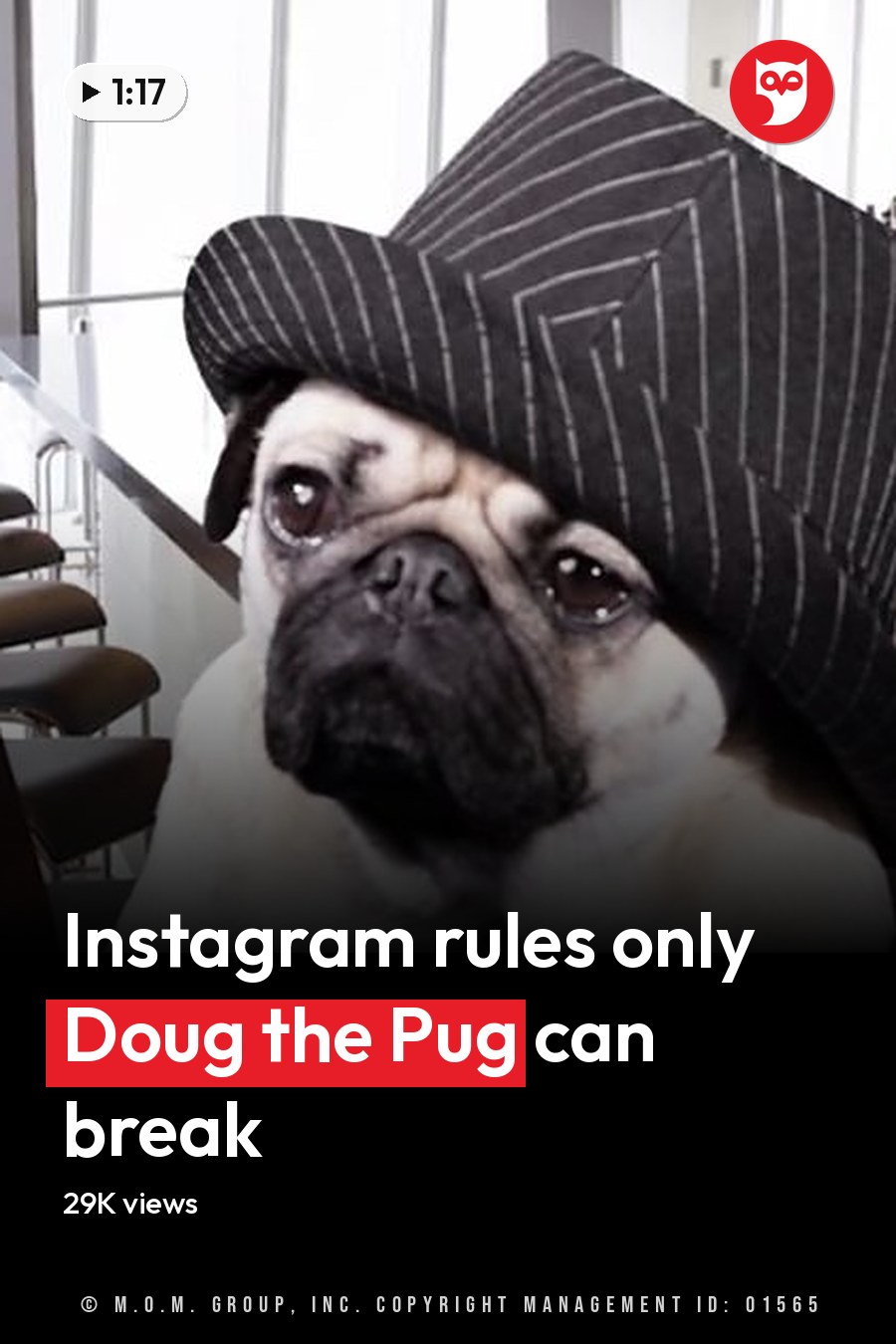 A pug dog wearing a striped black and white hat sits indoors, surrounded by bar furniture and alcohol bottles, under natural light from large windows. The headline runs in white letters across the lower third.