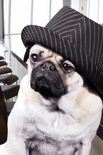A pug dog wearing a striped black and white hat sits indoors, surrounded by bar furniture and alcohol bottles, under natural light from large windows.