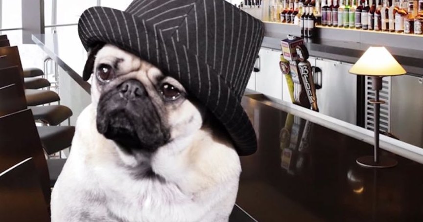 A pug dog wearing a striped black and white hat sits indoors, surrounded by bar furniture and alcohol bottles, under natural light from large windows.
