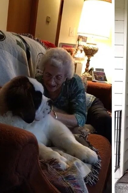 An elderly woman interacts with a large dog indoors, at her doorway, and walking outside in an asphalt lot.